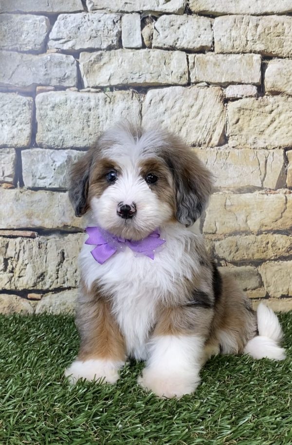 Ms. Oprah the F2 Mini-Bernedoodle puppy