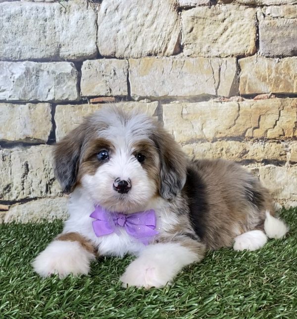 Photo of Ms. Oprah the F2 Mini-Bernedoodle puppy