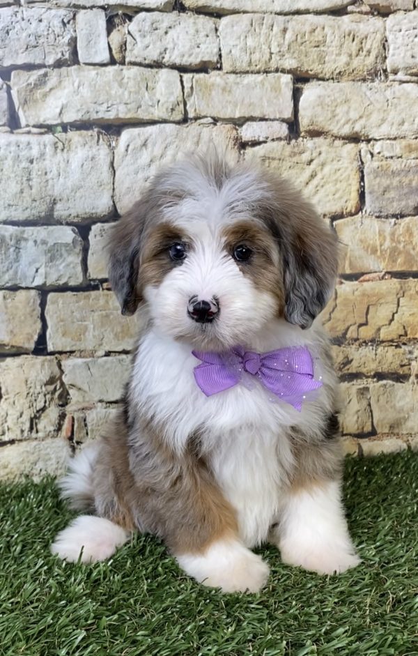 Photo of Ms. Oprah the F2 Mini-Bernedoodle puppy