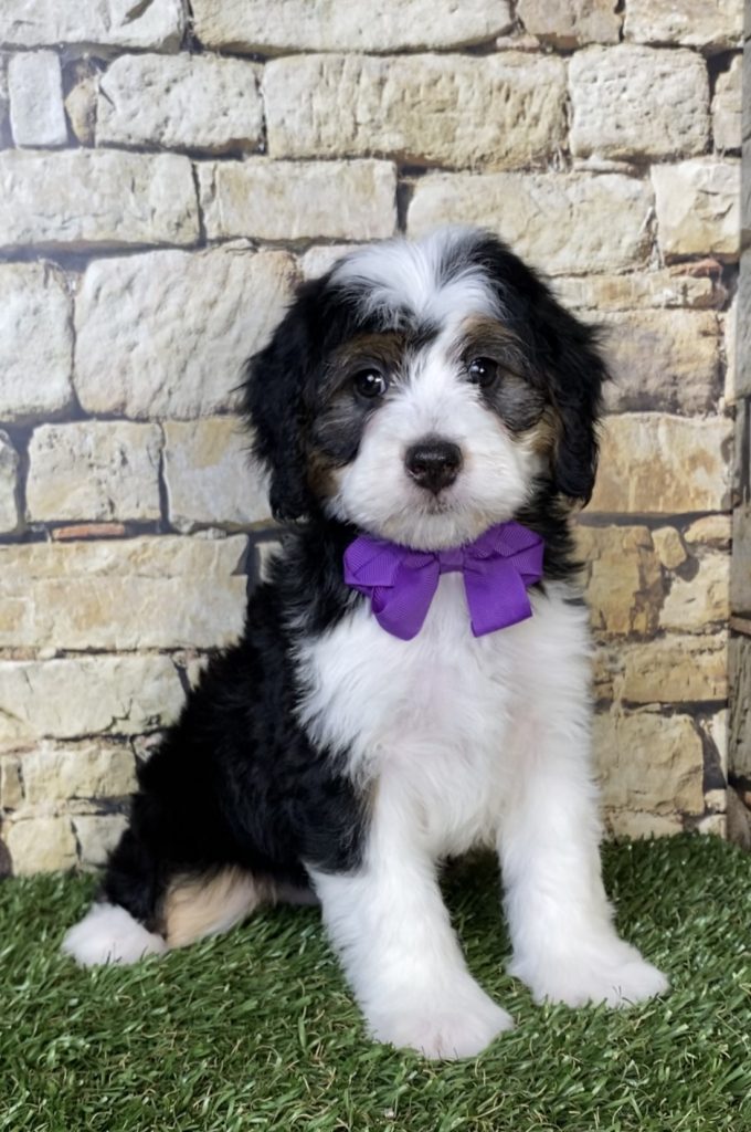 Photo of Ms. Paige the Mini-Bernedoodle puppy
