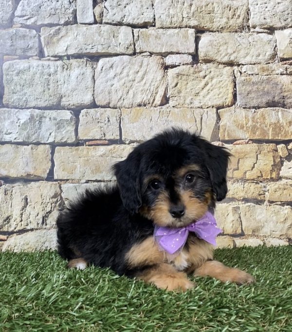 Photo of Ms. Paris the Mini-Bernedoodle puppy