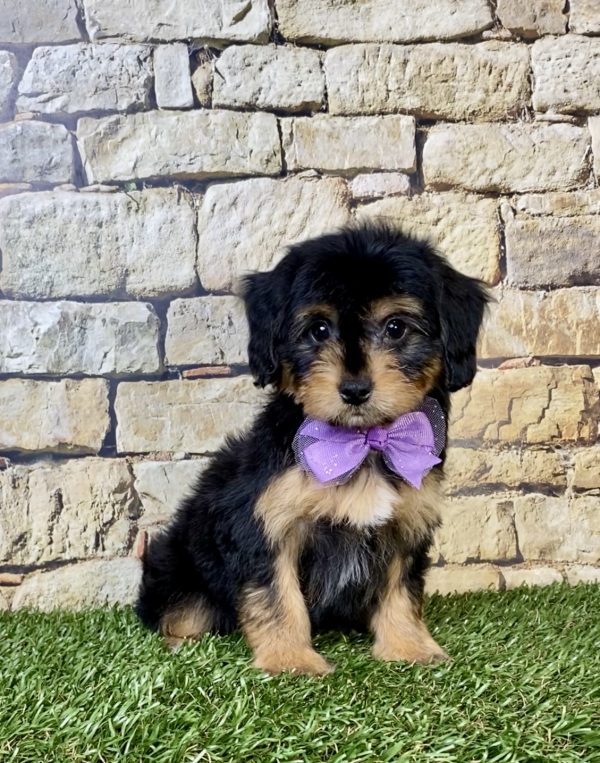 Photo of Ms. Paris the Mini-Bernedoodle puppy
