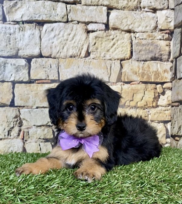 Photo of Ms. Paris the Mini-Bernedoodle puppy