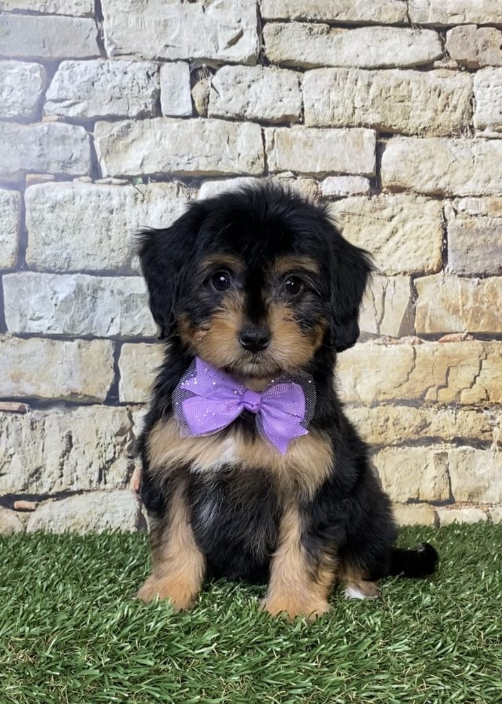 Photo of Ms. Paris the Mini-Bernedoodle puppy