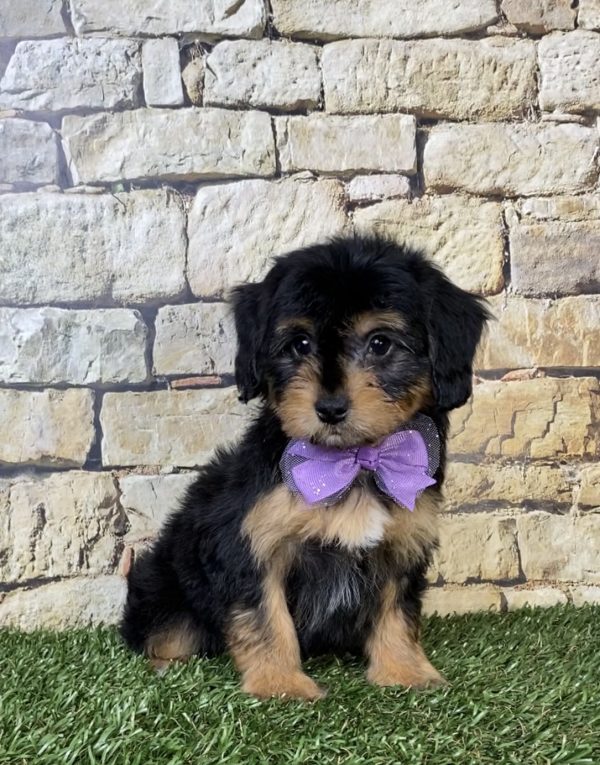 Photo of Ms. Paris the Mini-Bernedoodle puppy
