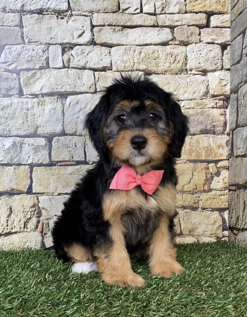 Photo of Ms. Peony the Mini-Bernedoodle puppy