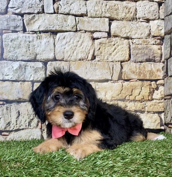 Photo of Ms. Peony the Mini-Bernedoodle puppy