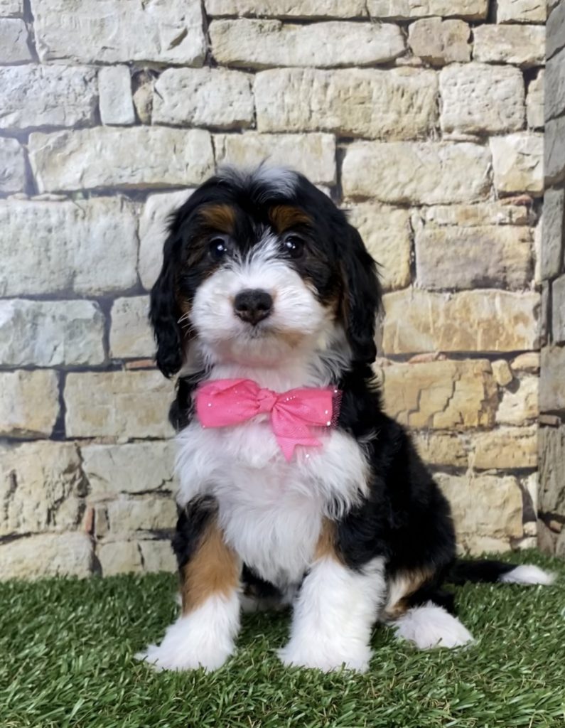 Photo of Ms. Phoenix the Mini-Bernedoodle puppy