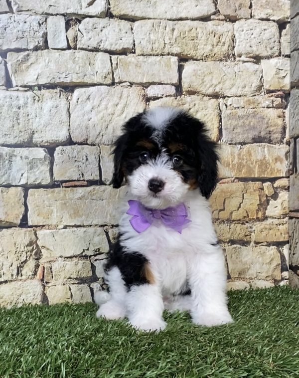 Photo of Ms. Polly the Mini-Bernedoodle puppy