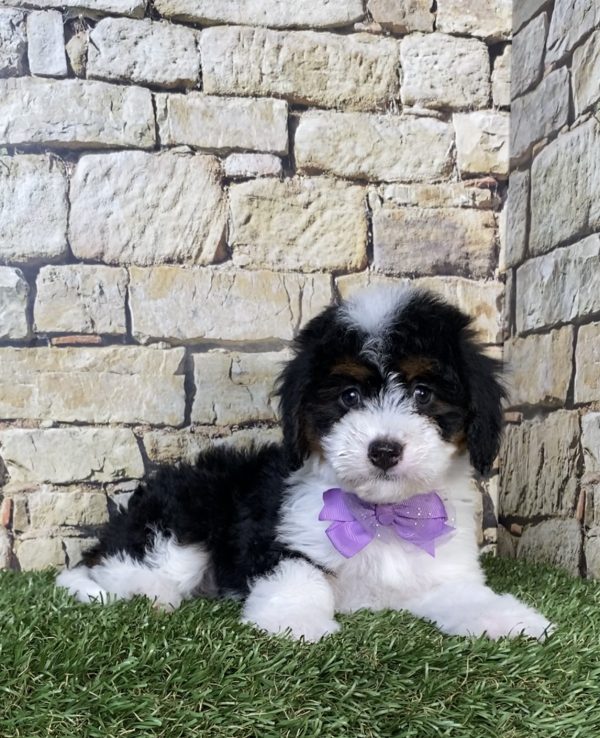 Photo of Ms. Polly the Mini-Bernedoodle puppy
