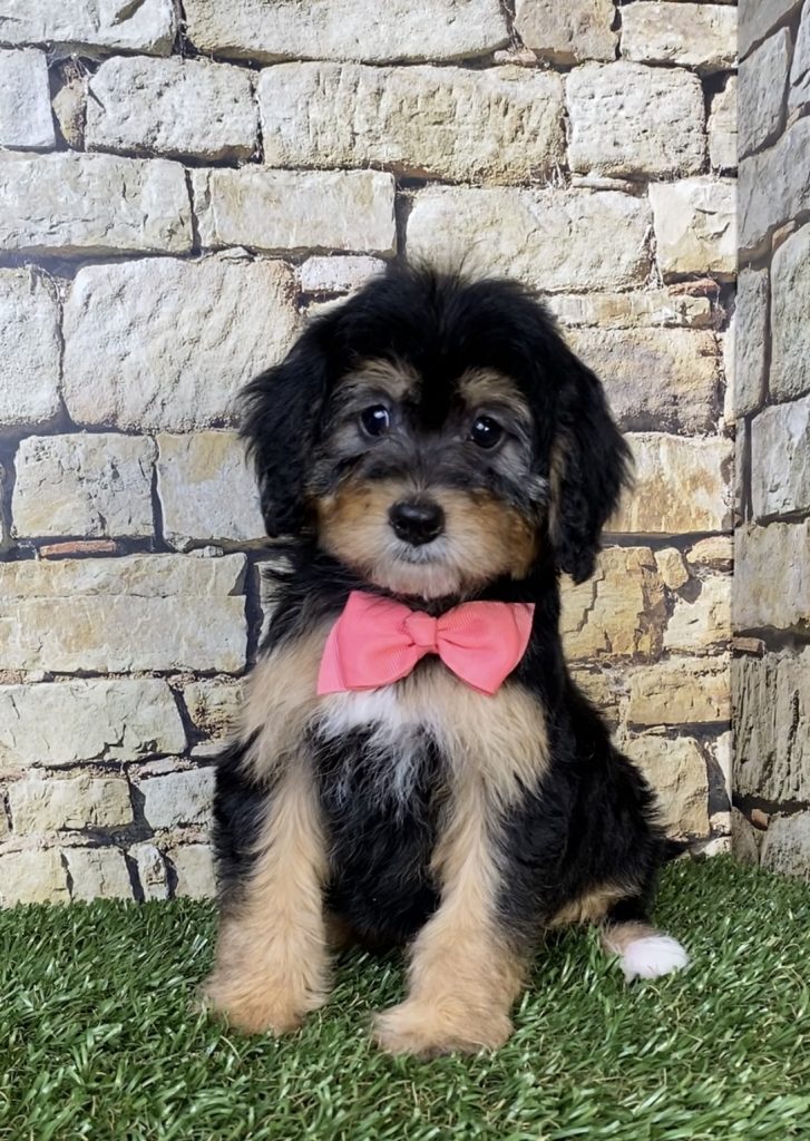 Photo of Ms. Princess the Mini-Bernedoodle puppy