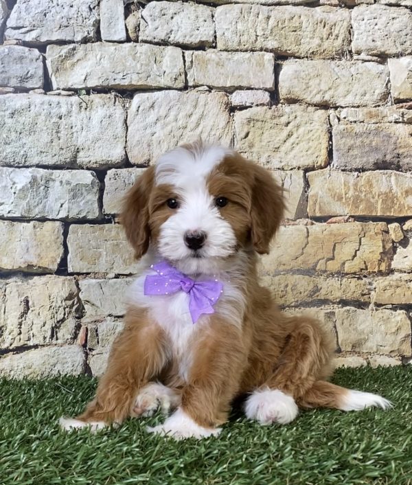 Photo of Ms. Rita the F2 Mini-Bernedoodle puppy