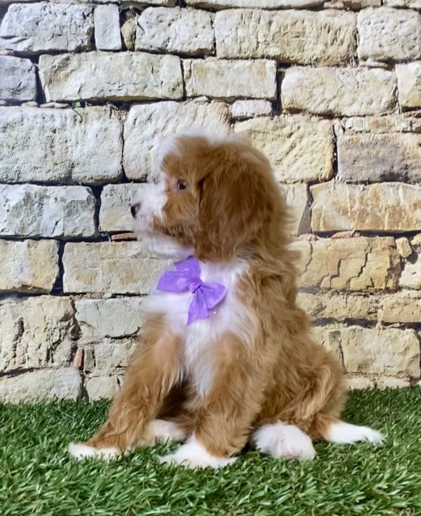Photo of Ms. Rita the F2 Mini-Bernedoodle puppy
