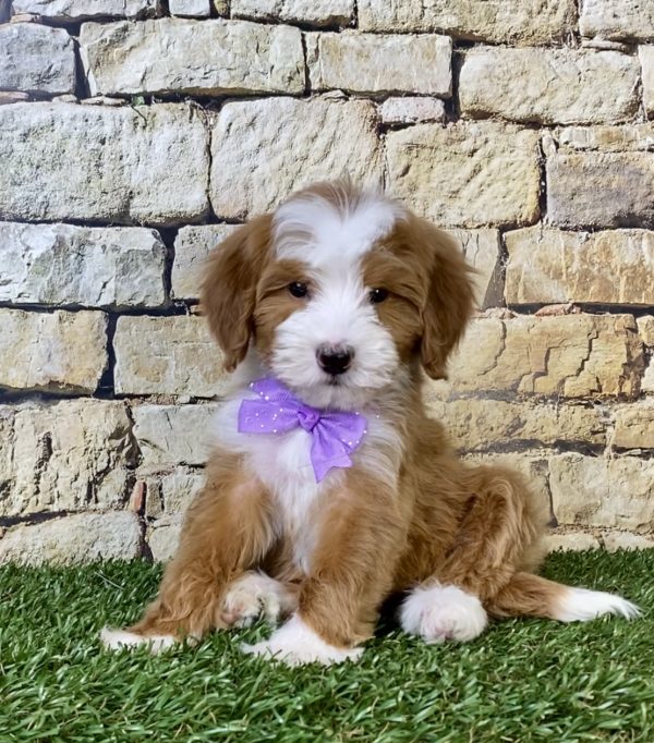 Photo of Ms. Rita the F2 Mini-Bernedoodle puppy