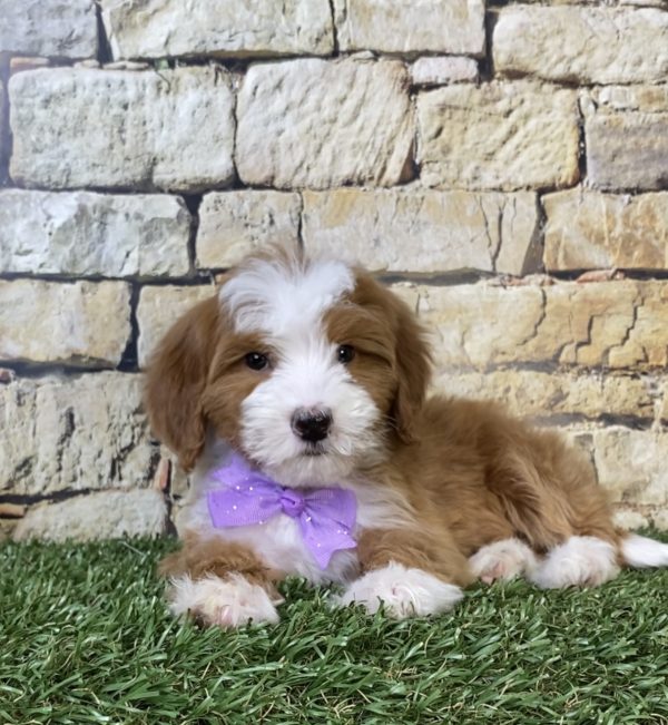 Photo of Ms. Rita the F2 Mini-Bernedoodle puppy