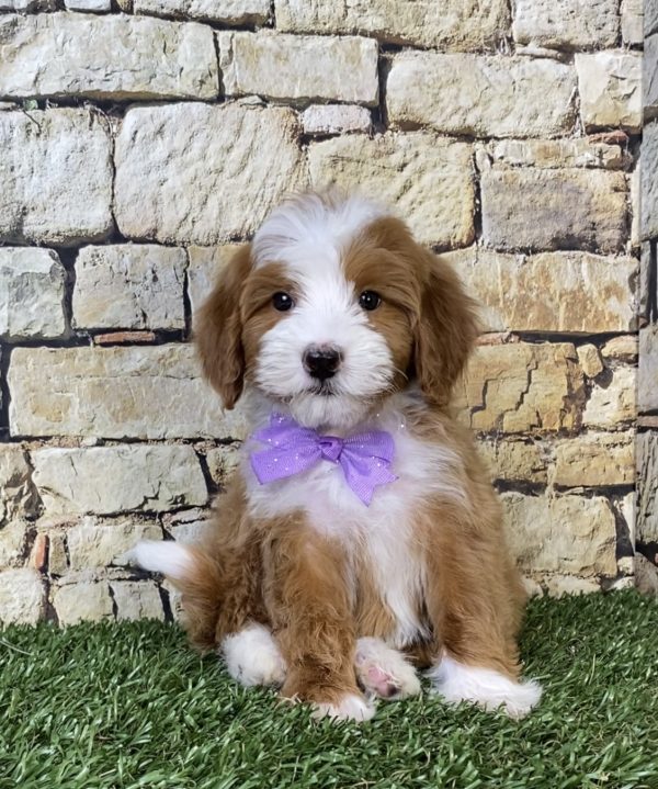 Photo of Ms. Rita the F2 Mini-Bernedoodle puppy