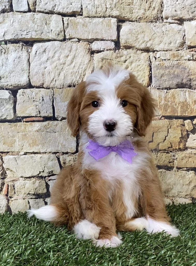 Photo of Ms. Rita the F2 Mini-Bernedoodle puppy