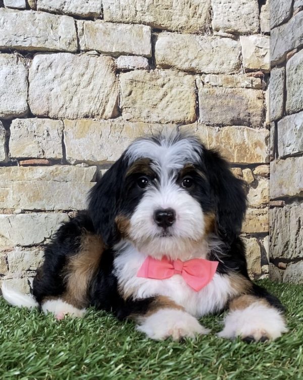 Photo of Ms. Rose the F2 Mini-Bernedoodle puppy