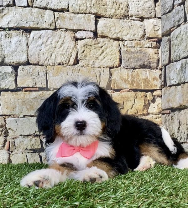 Photo of Ms. Rose the F2 Mini-Bernedoodle puppy