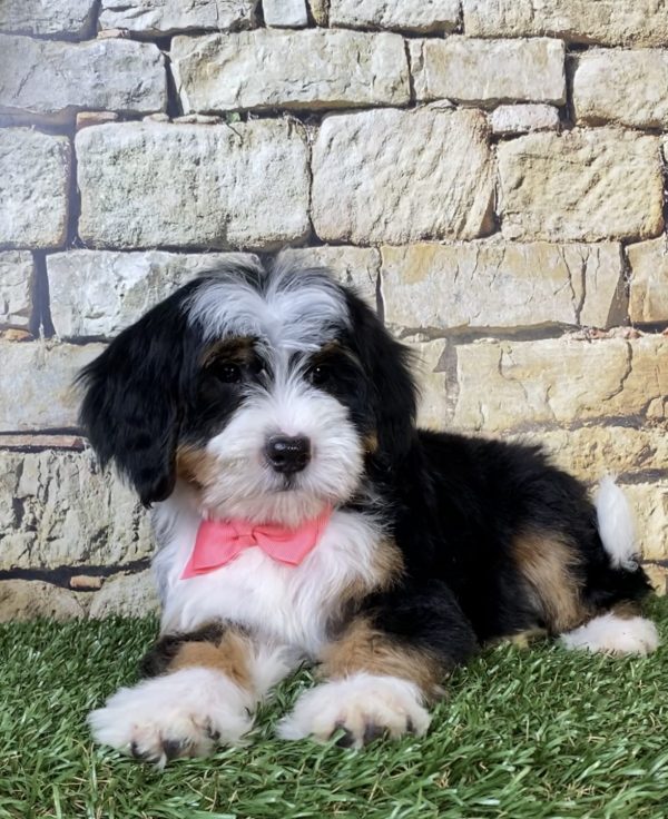 Photo of Ms. Rose the F2 Mini-Bernedoodle puppy