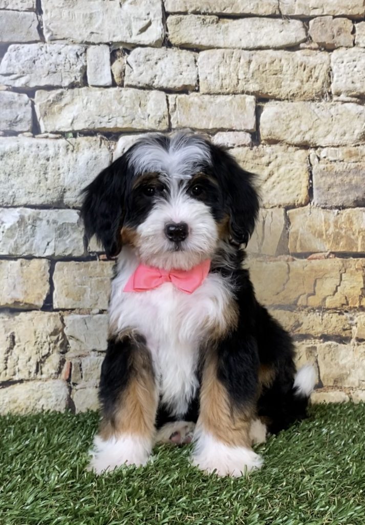 Photo of Ms. Rose the F2 Mini-Bernedoodle puppy