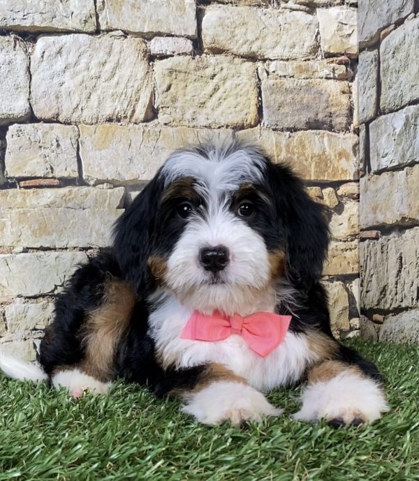 Photo of Ms. Rose the F2 Mini-Bernedoodle puppy