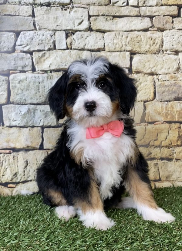 Photo of Ms. Rose the F2 Mini-Bernedoodle puppy