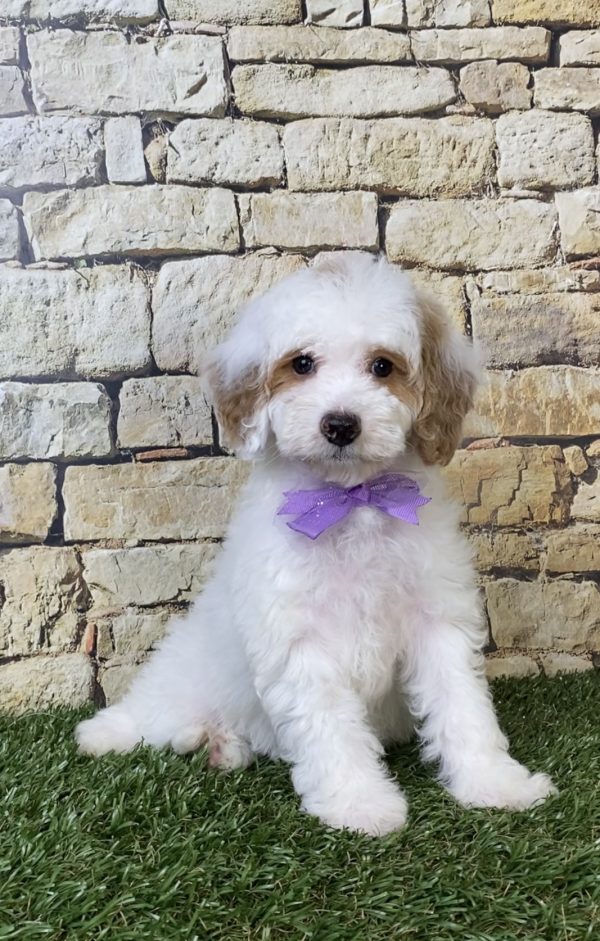 Ms. Sarah the F1B Micro Mini-Bernedoodle puppy