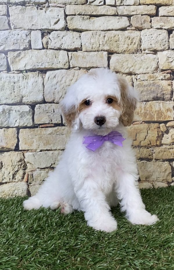 Photo of Ms. Sarah the F1B Micro Mini-Bernedoodle puppy