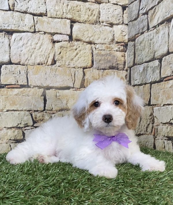 Photo of Ms. Sarah the F1B Micro Mini-Bernedoodle puppy