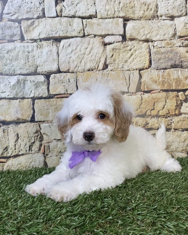 Photo of Ms. Sarah the F1B Micro Mini-Bernedoodle puppy