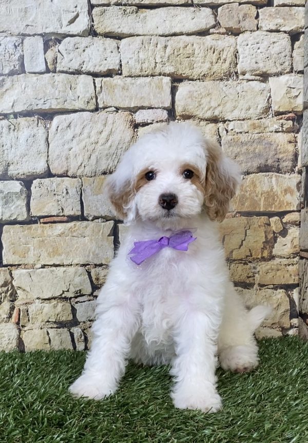 Photo of Ms. Sarah the F1B Micro Mini-Bernedoodle puppy
