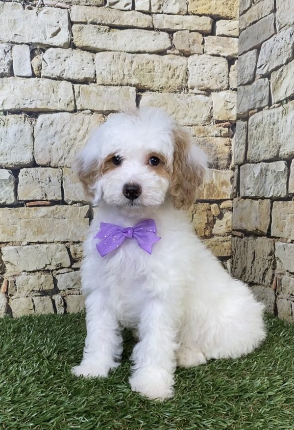 Photo of Ms. Sarah the F1B Micro Mini-Bernedoodle puppy