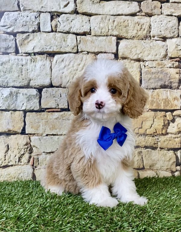 Photo of Ms. Seth the F1B Micro Mini-Bernedoodle puppy