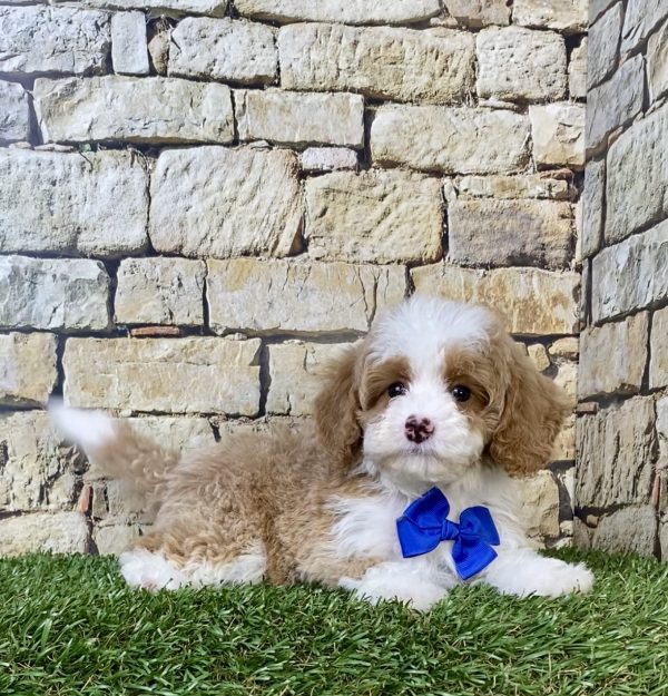 Photo of Ms. Seth the F1B Micro Mini-Bernedoodle puppy