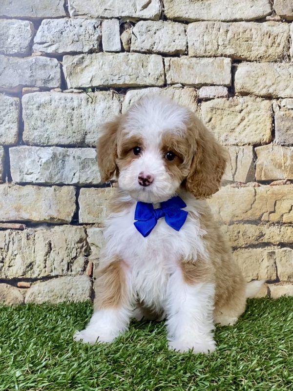 Ms. Seth the F1B Micro Mini-Bernedoodle puppy