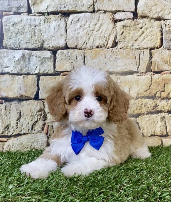 Photo of Ms. Seth the F1B Micro Mini-Bernedoodle puppy