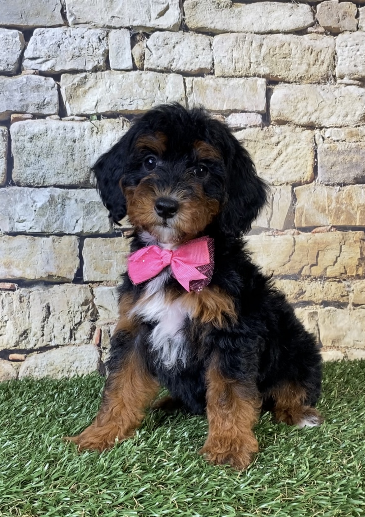 Photo of Ms. Sierra the F1B Micro Mini-Bernedoodle puppy