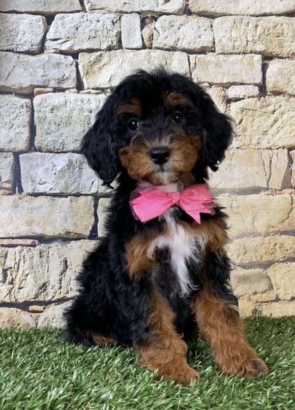 Photo of Ms. Sierra the F1B Micro Mini-Bernedoodle puppy