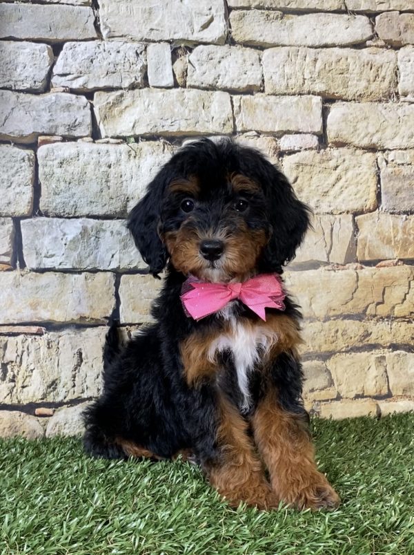 Photo of Ms. Sierra the F1B Micro Mini-Bernedoodle puppy
