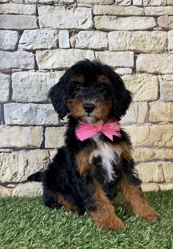 Photo of Ms. Sierra the F1B Micro Mini-Bernedoodle puppy