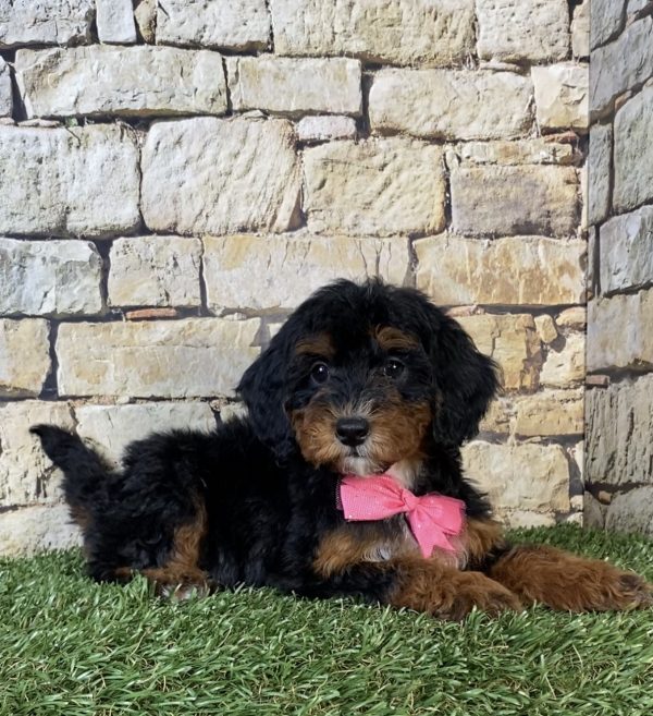 Photo of Ms. Sierra the F1B Micro Mini-Bernedoodle puppy