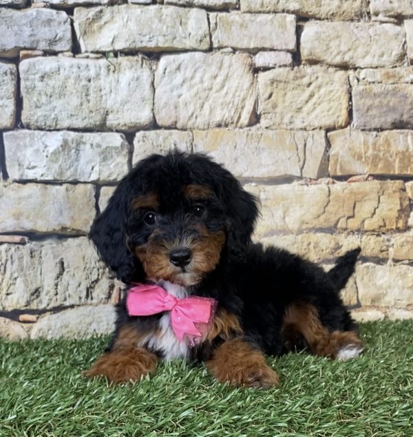 Photo of Ms. Sierra the F1B Micro Mini-Bernedoodle puppy