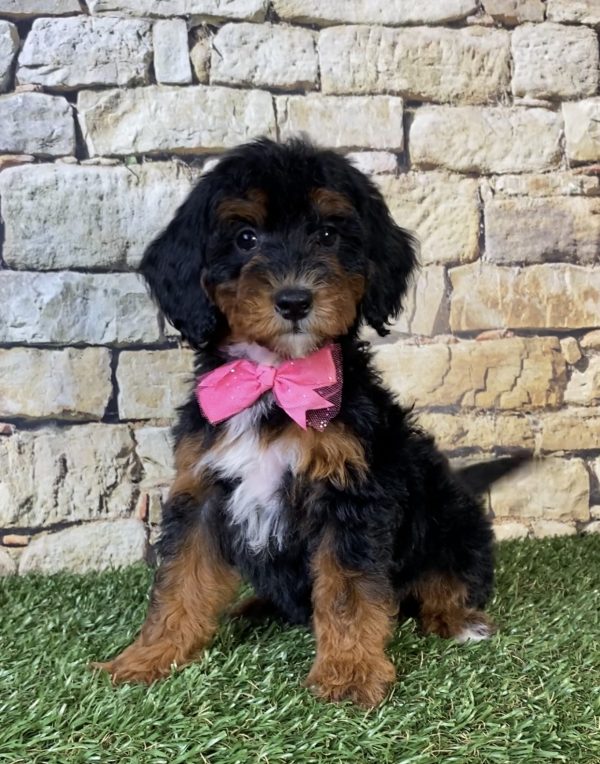 Photo of Ms. Sierra the F1B Micro Mini-Bernedoodle puppy