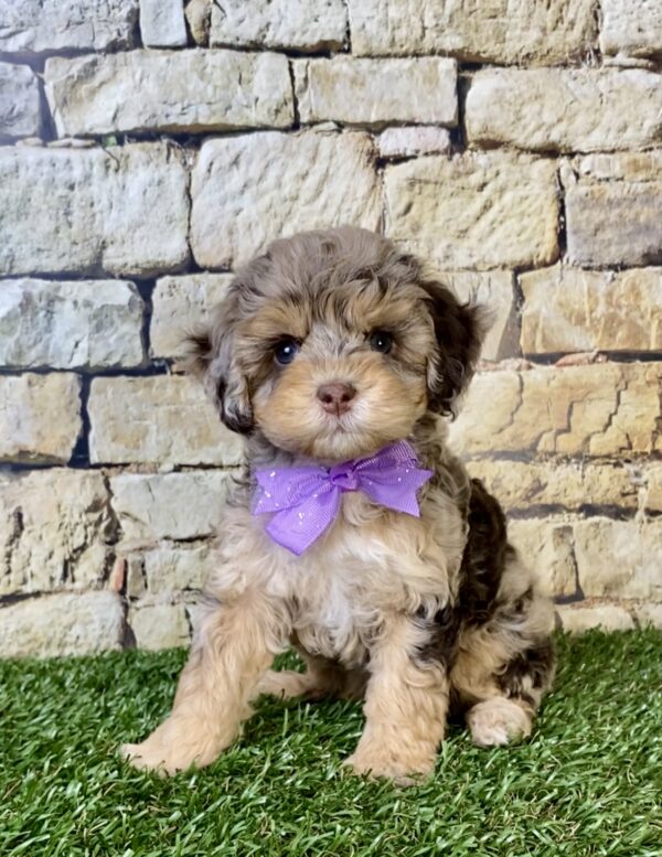Photo of Ms. Tesla the F1B Micro Mini-Bernedoodle puppy