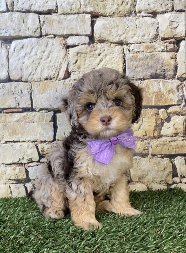 Photo of Ms. Tesla the F1B Micro Mini-Bernedoodle puppy