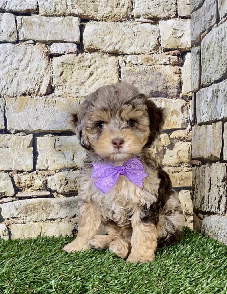 Photo of Ms. Tesla the F1B Micro Mini-Bernedoodle puppy