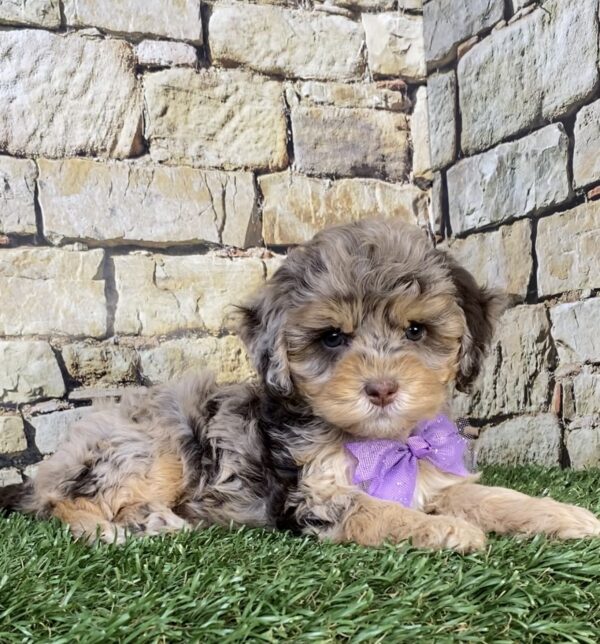 Photo of Ms. Tesla the F1B Micro Mini-Bernedoodle puppy