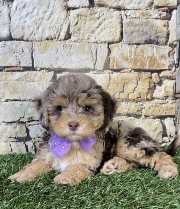 Photo of Ms. Tesla the F1B Micro Mini-Bernedoodle puppy