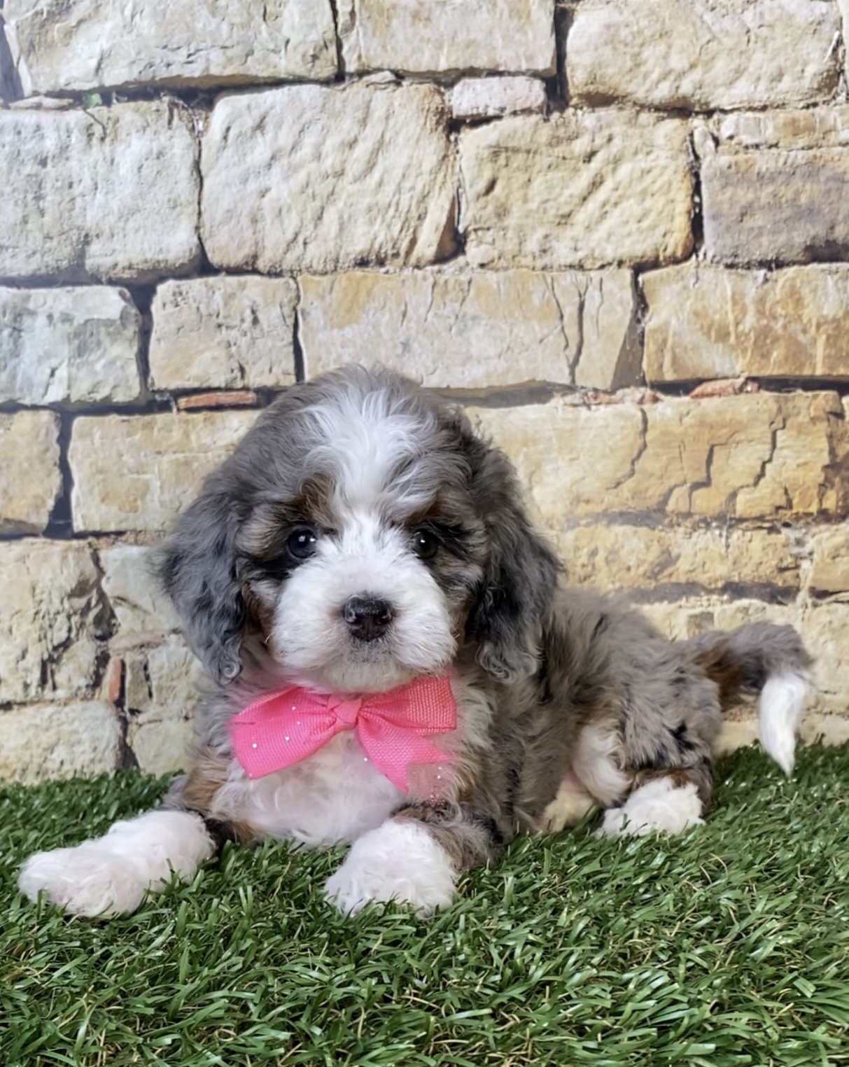Photo of Ms. Tinsel the F1B Micro Mini-Bernedoodle puppy